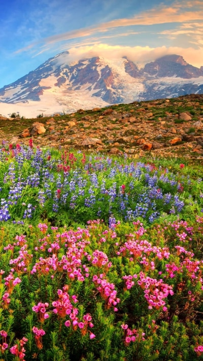 Earth Flower, Field, Pink Flower, Earth, Spring, Mountain, 720x1280
