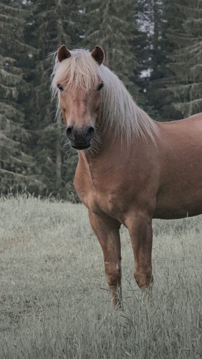 Animal Horse, 720x1280