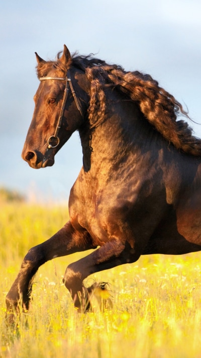 Animal Horse, 720x1280