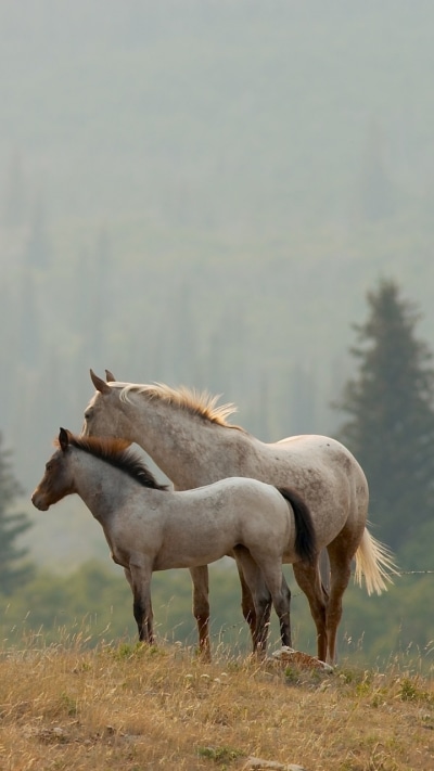 Animal Horse, 720x1280