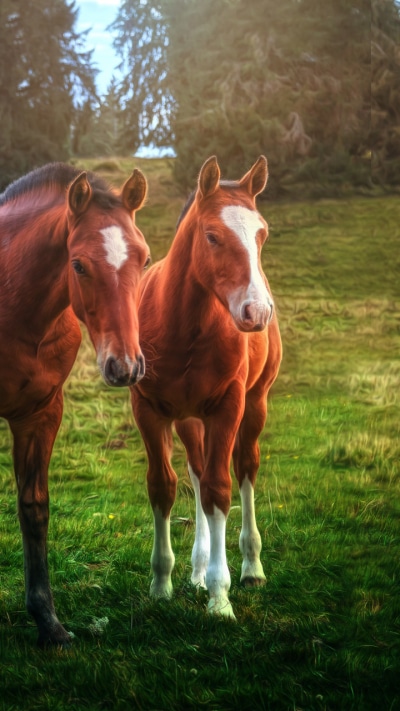 Animal Horse, 720x1280