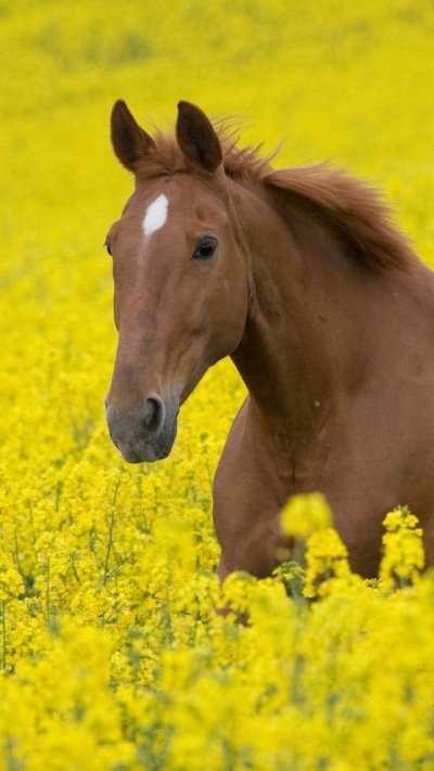 Animal Horse, 720x1280