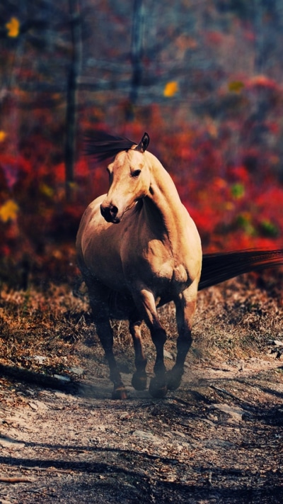 Animal Horse, 720x1280