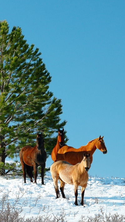 Animal Horse, 720x1280