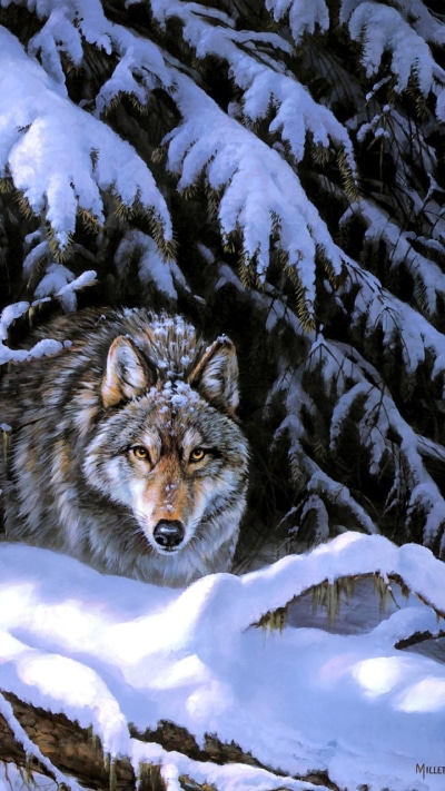 Animal Wolf, 720x1280