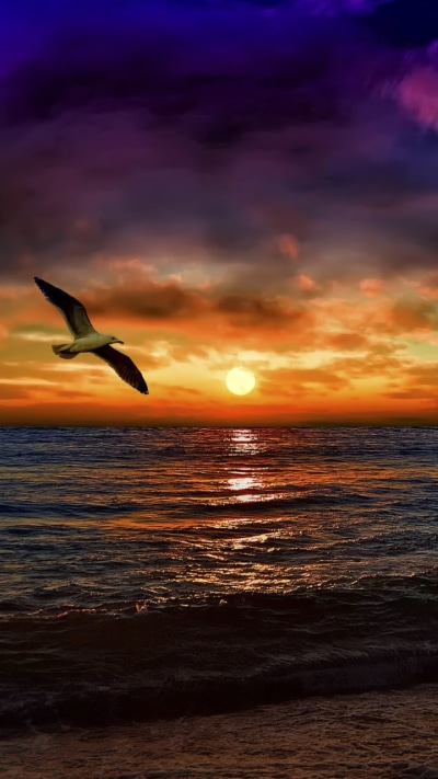 Earth Sunset, Cloud, Sea, Bird, Ocean, Seagull, 720x1280