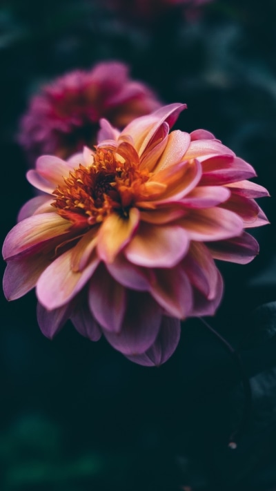 Earth Flower, Close-up, 720x1280