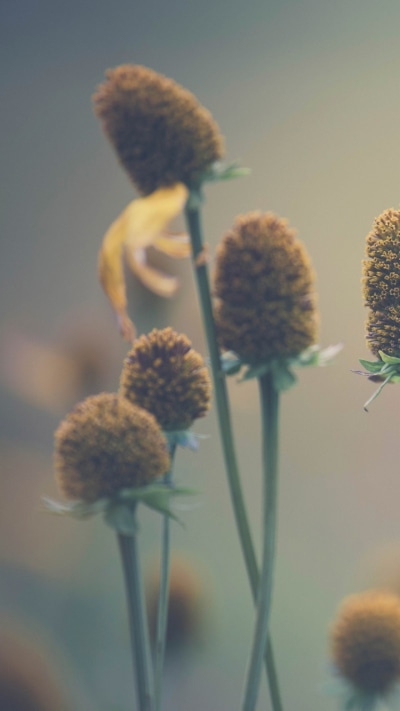 Earth Flower, Nature, Bokeh, 720x1280