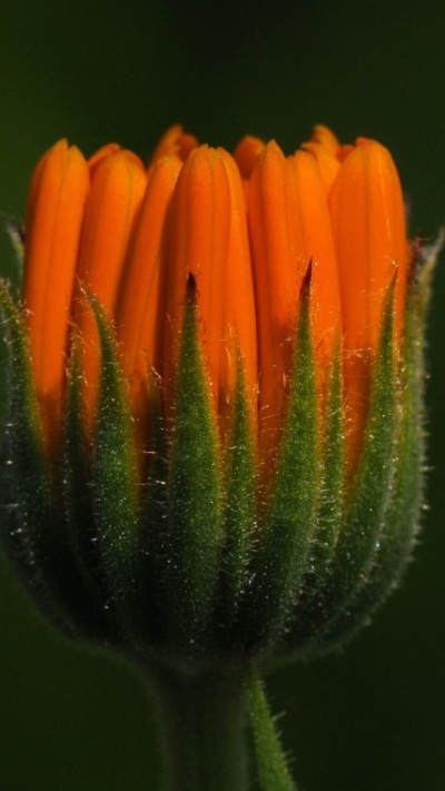 Earth Flower, 720x1280