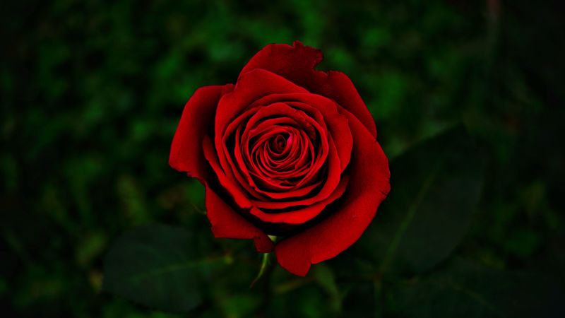 rose, flower, red, bloom, closeup, 4k