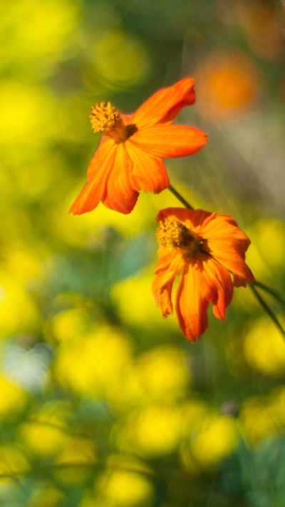 Earth Flower, 720x1280