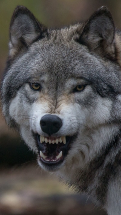 Animal Wolf, Snarl, 720x1280