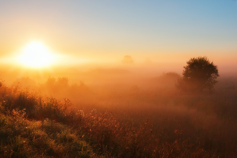 fog, dawn, sunset, nature, hd, 4k, 5k