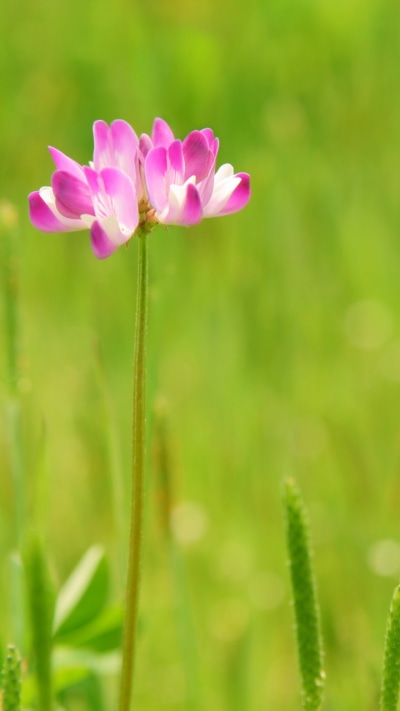 Earth Flower, 720x1280