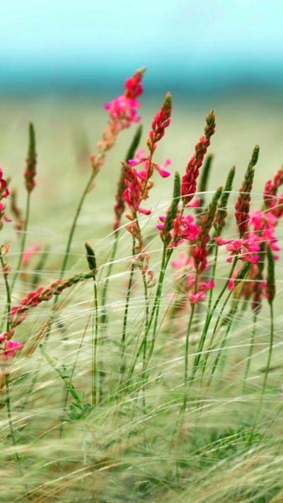 Earth Flower, 720x1280