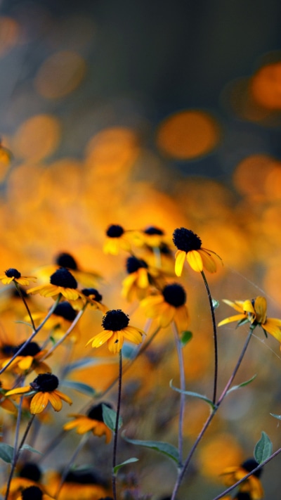 Earth Flower, 720x1280