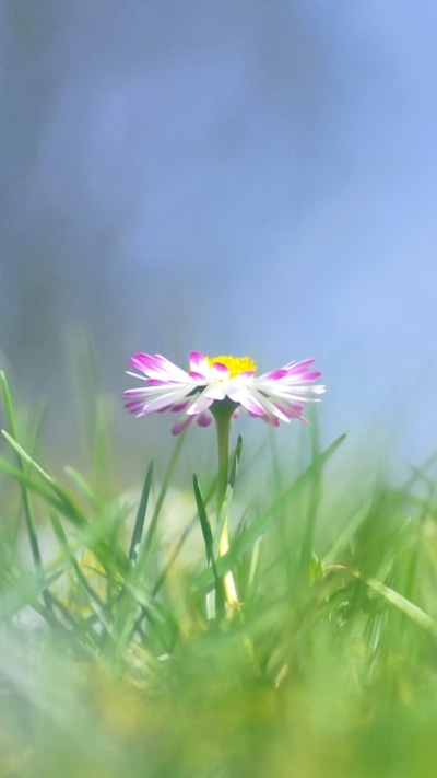 Earth Flower, Grass, Pastel, Nature, 720x1280