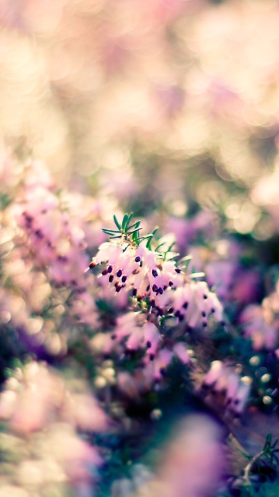 Earth Flower, Blur, Nature, Pink Flower, 720x1280