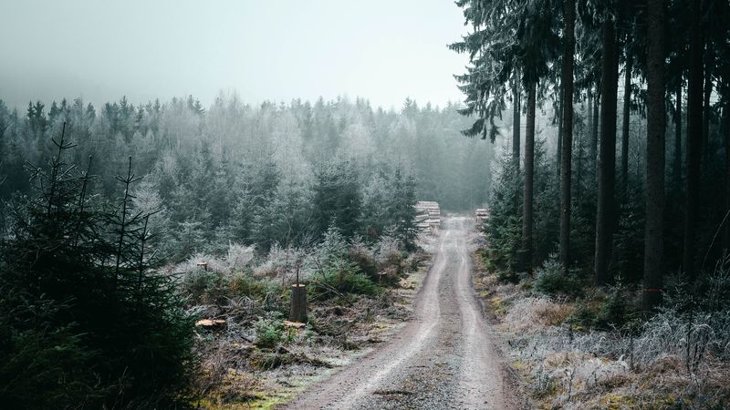 forest, road, fog, trees, nature, 4k