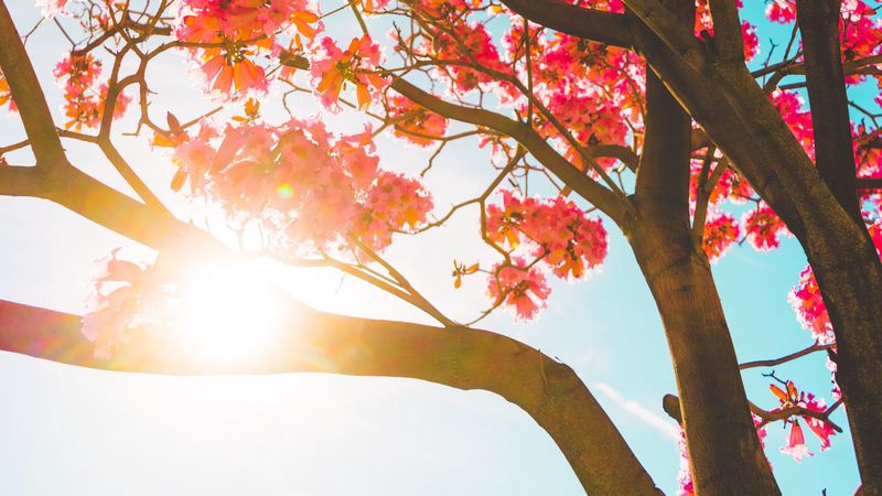 tree, flowers, sun, sunlight, branches, 4k