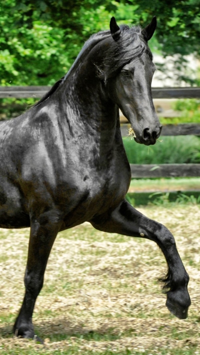 Animal Horse, 720x1280