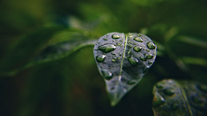 leaf, drops, macro, water, plant, 4k