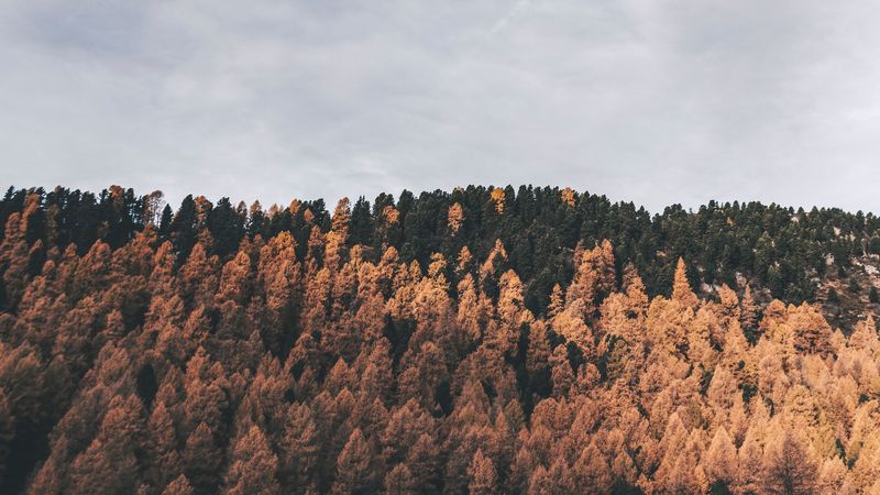 forest, trees, hills, stones, nature, 4k