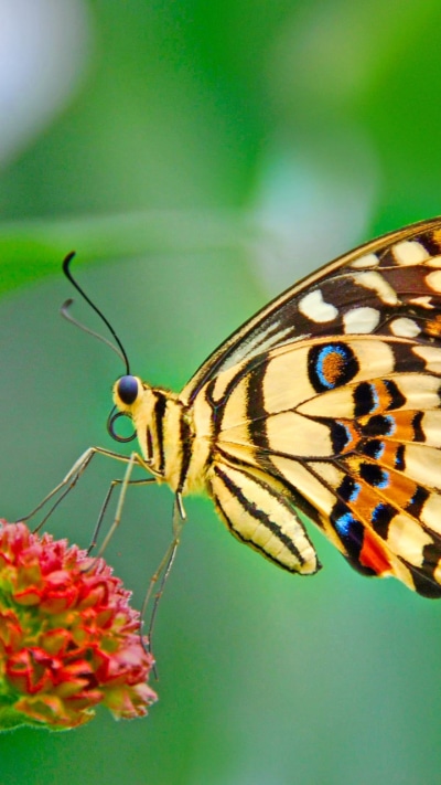 Animal Butterfly, Green, Pastel, Colorful, 720x1280