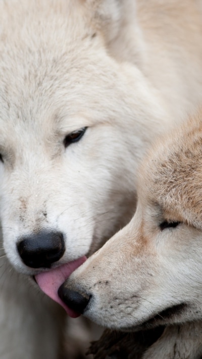 Animal Wolf, 720x1280