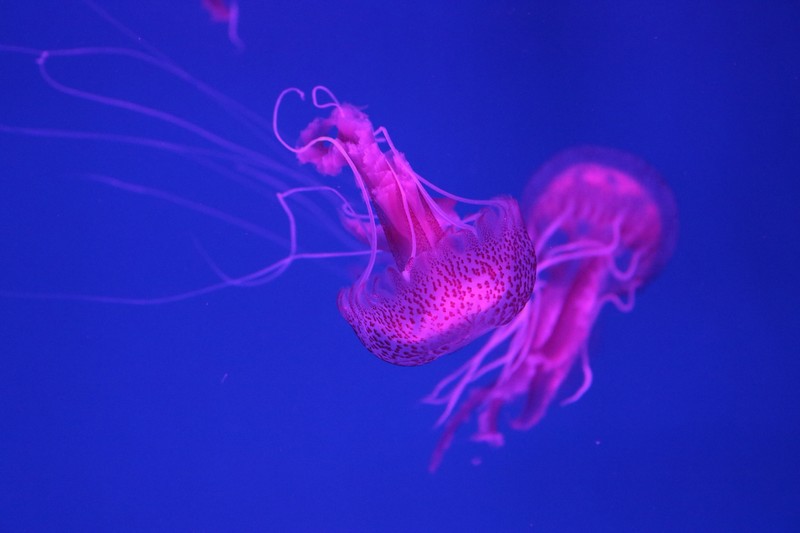 jellyfish, underwater, hd, 4k, 5k