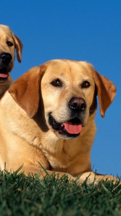Animal Labrador Retriever, Dog, Puppy, Labrador, 720x1280