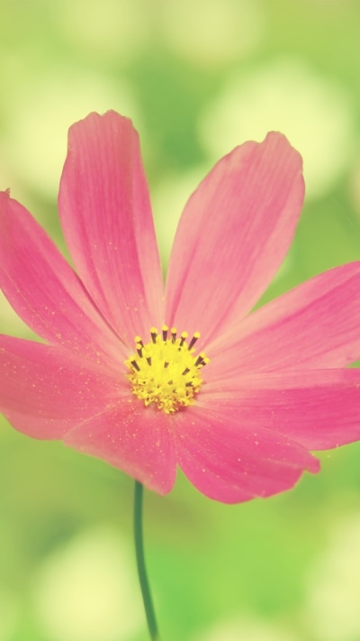 Earth Flower, 720x1280