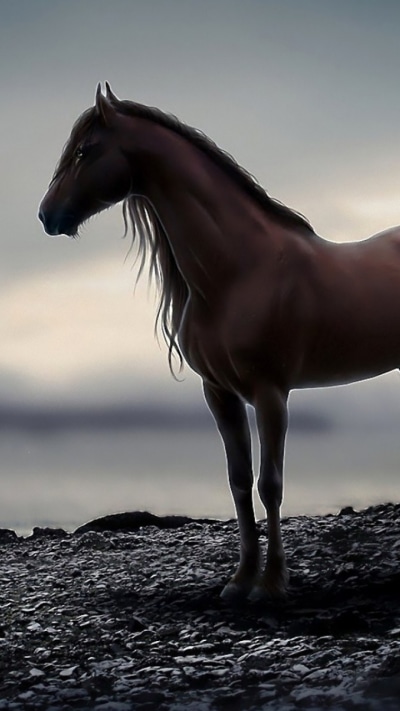 Animal Horse, 720x1280
