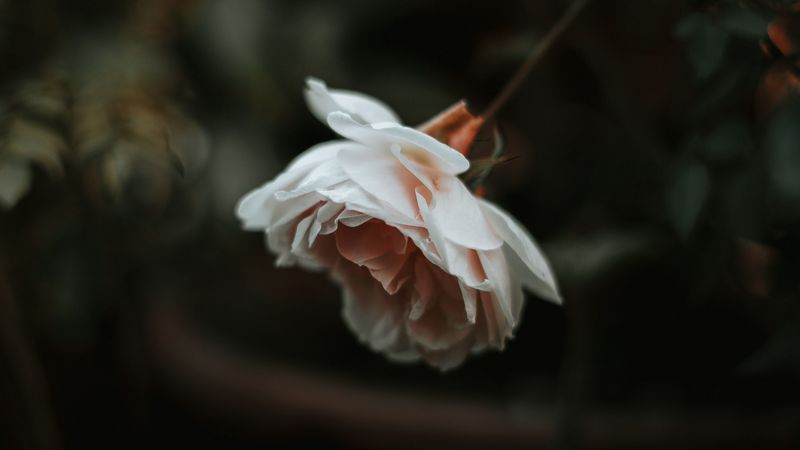 rose, flower, plant, large, blur, 4k