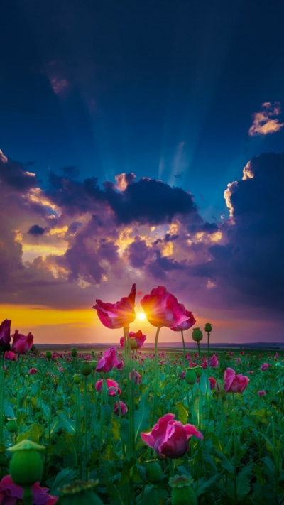 Earth Flower, Pink Flower, Field, Nature, Landscape, Cloud, 720x1280