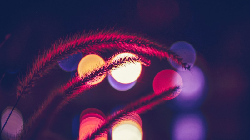 bokeh effect, photography, hd, 4k, plant, 5k