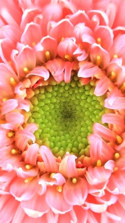 Earth Flower, Macro, Close-up, Pink Flower, Nature, 720x1280