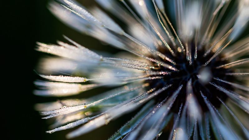 macro, closeup, dew, drops, plant, 4k