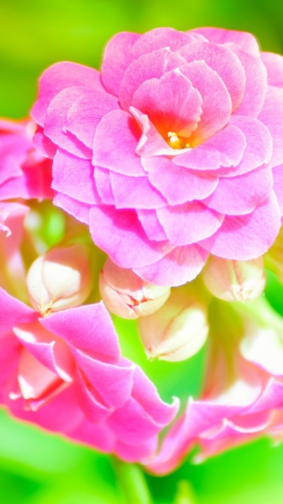 Earth Flower, 720x1280