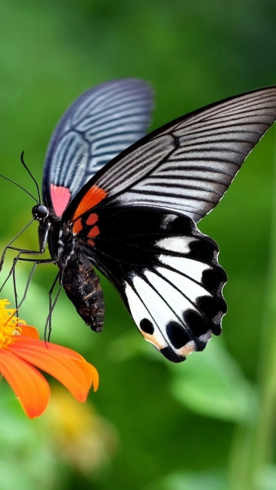 Animal Butterfly, Flower, 720x1280