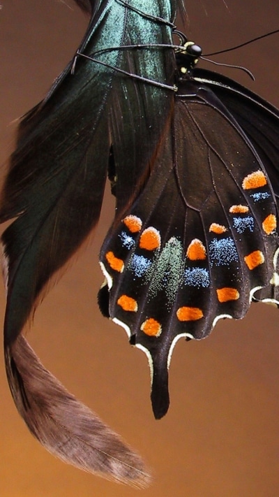 Animal Butterfly, 720x1280
