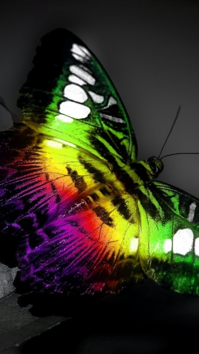 Animal Butterfly, Photography, 720x1280