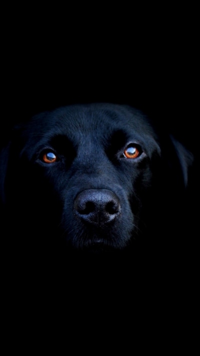 Animal Labrador Retriever, 720x1280