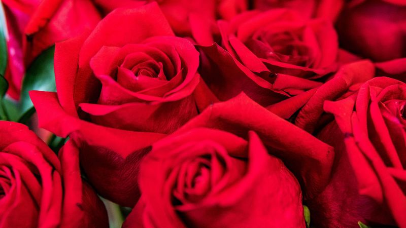 roses, red, petals, bouquet, 4k