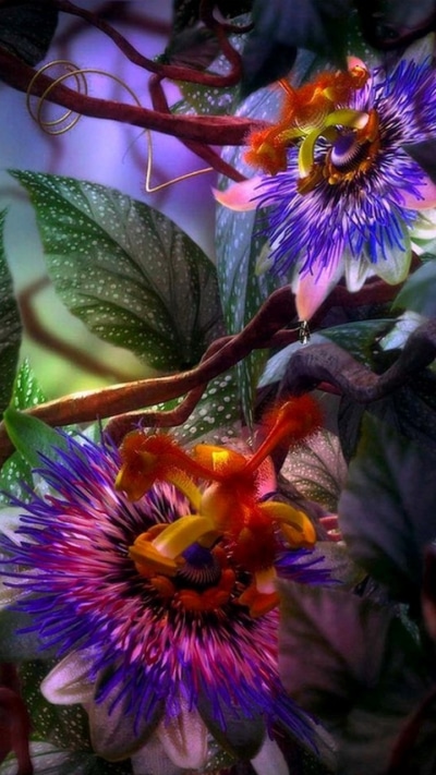 Artistic Flower, 720x1280