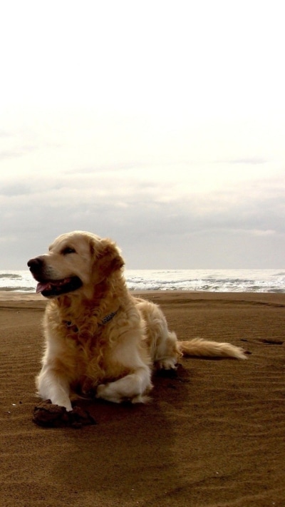 Animal Labrador Retriever, 720x1280