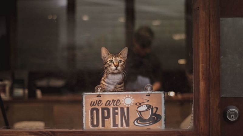 cat, open, inscription, coffee, 4k