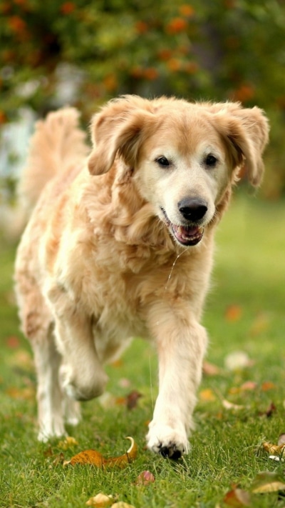 Animal Labrador Retriever, 720x1280