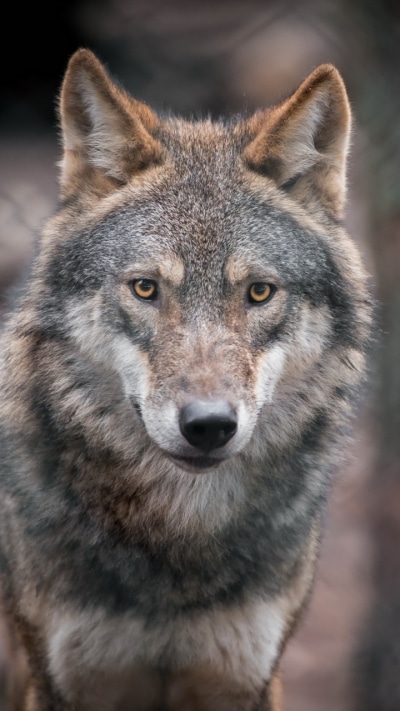 Animal Wolf, 720x1280