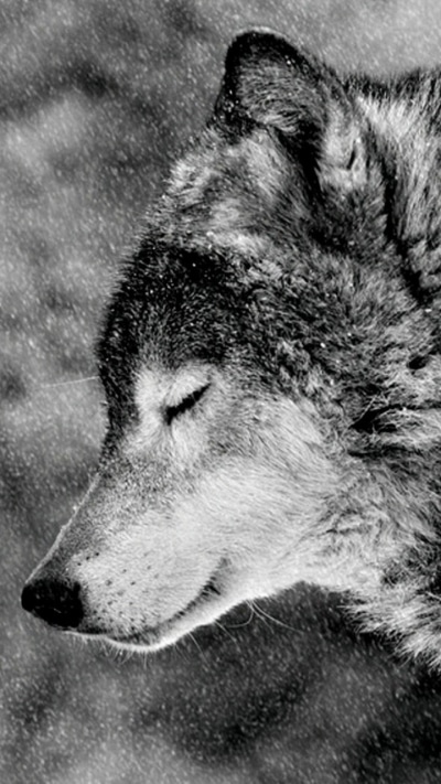 Animal Wolf, 720x1280